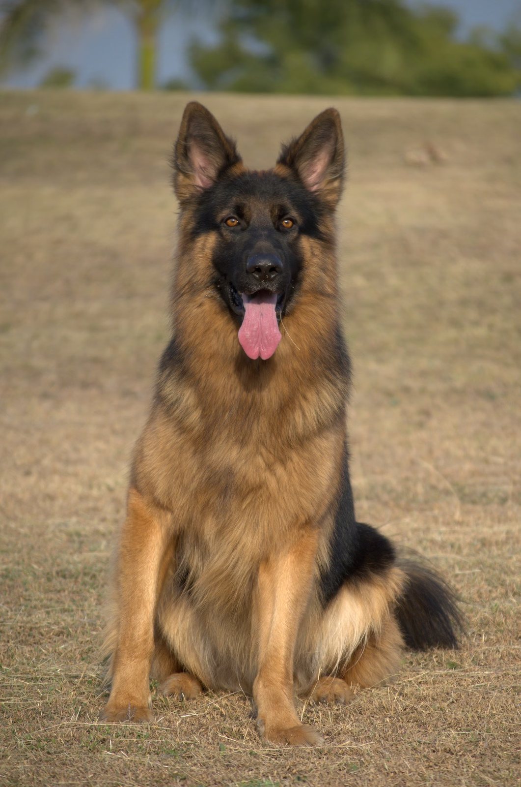 A German Shepherd sitting upright on dry grass with its tongue out