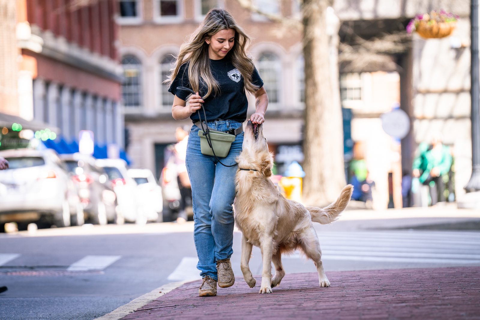A trainer walks a golden retriever on leash across a downtown brick crosswalk
