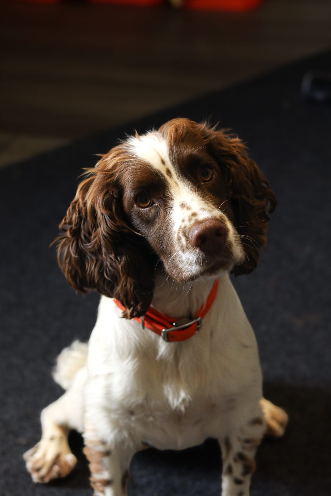 Close portrait of a brown and white springer spaniel with an orange collar